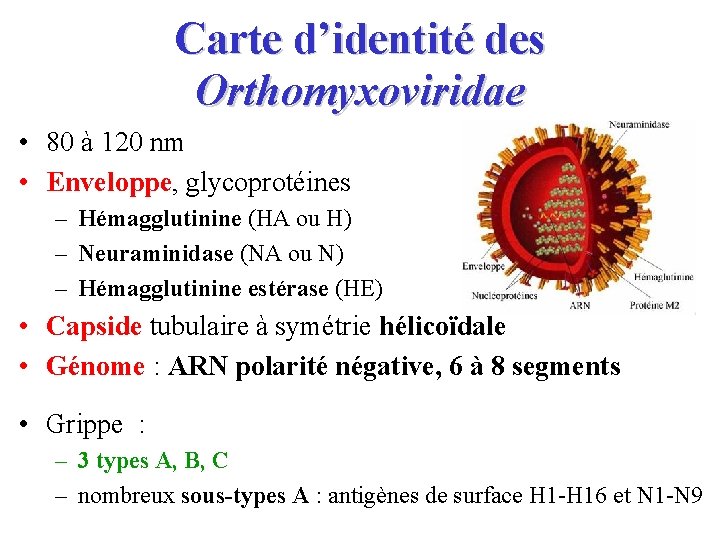 Carte d’identité des Orthomyxoviridae • 80 à 120 nm • Enveloppe, glycoprotéines – Hémagglutinine
