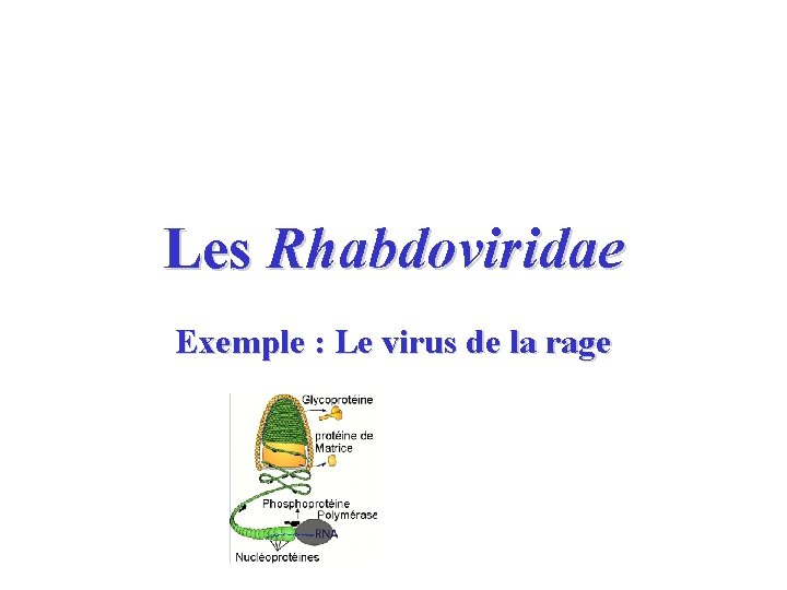 Les Rhabdoviridae Exemple : Le virus de la rage 
