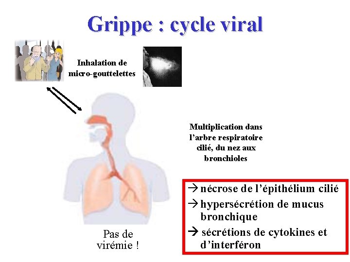 Grippe : cycle viral Inhalation de micro-gouttelettes Multiplication dans l’arbre respiratoire cilié, du nez