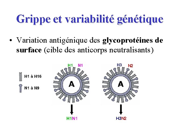Grippe et variabilité génétique • Variation antigénique des glycoprotéines de surface (cible des anticorps