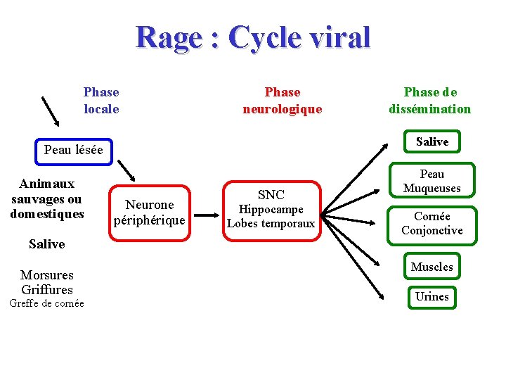 Rage : Cycle viral Phase locale Phase neurologique Salive Peau lésée Animaux sauvages ou