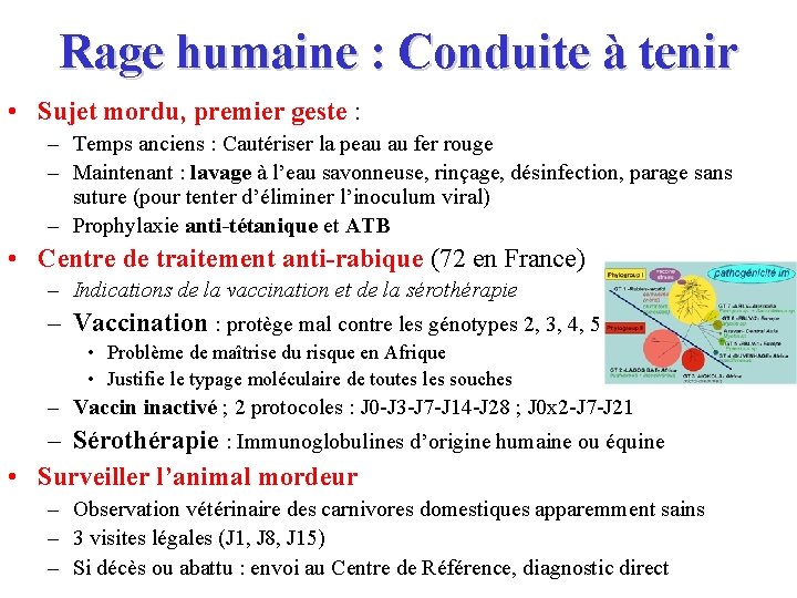 Rage humaine : Conduite à tenir • Sujet mordu, premier geste : – Temps