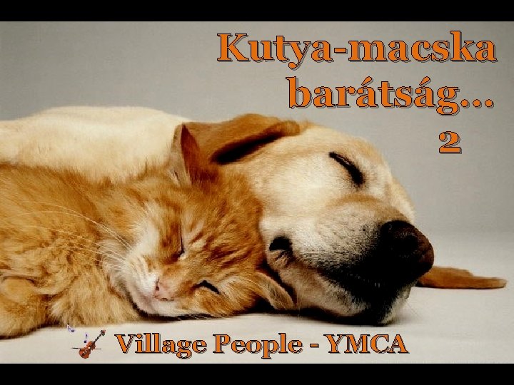 Kutya-macska barátság… 2 Village People - YMCA 