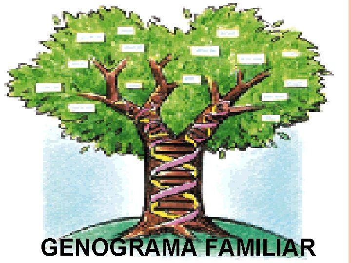 GENOGRAMA FAMILIAR 