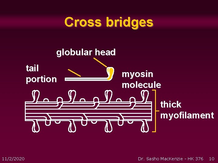 Cross bridges globular head tail portion myosin molecule thick myofilament 11/2/2020 Dr. Sasho Mac. Cross bridges globular head tail portion myosin molecule thick myofilament 11/2/2020 Dr. Sasho Mac.