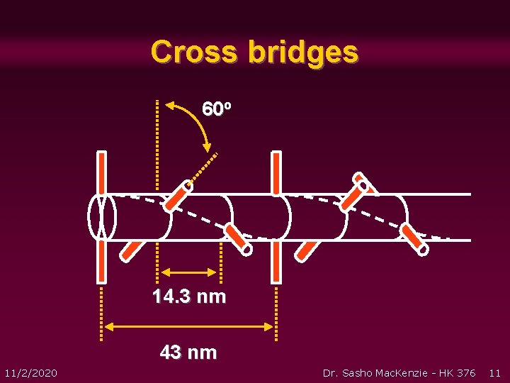 Cross bridges 60 o 14. 3 nm 43 nm 11/2/2020 Dr. Sasho Mac. Kenzie Cross bridges 60 o 14. 3 nm 43 nm 11/2/2020 Dr. Sasho Mac. Kenzie