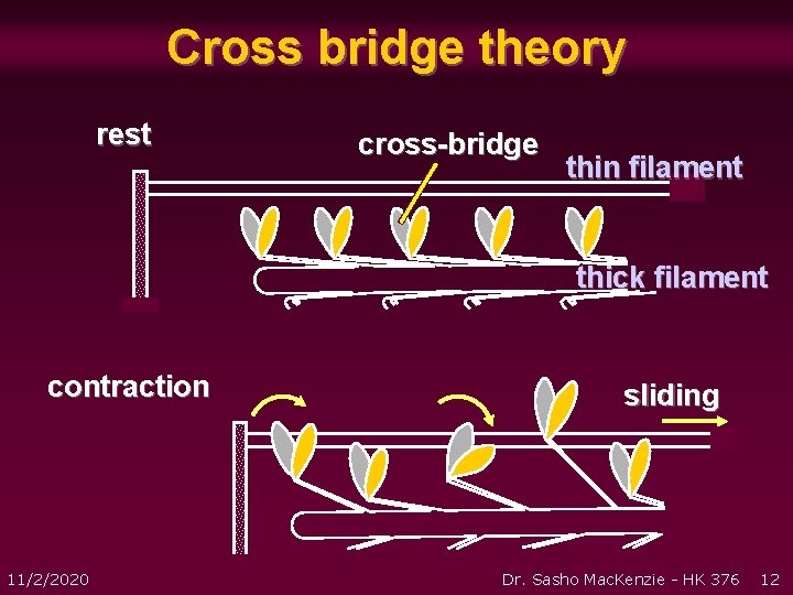 Cross bridge theory rest cross-bridge thin filament thick filament contraction 11/2/2020 sliding Dr. Sasho Cross bridge theory rest cross-bridge thin filament thick filament contraction 11/2/2020 sliding Dr. Sasho