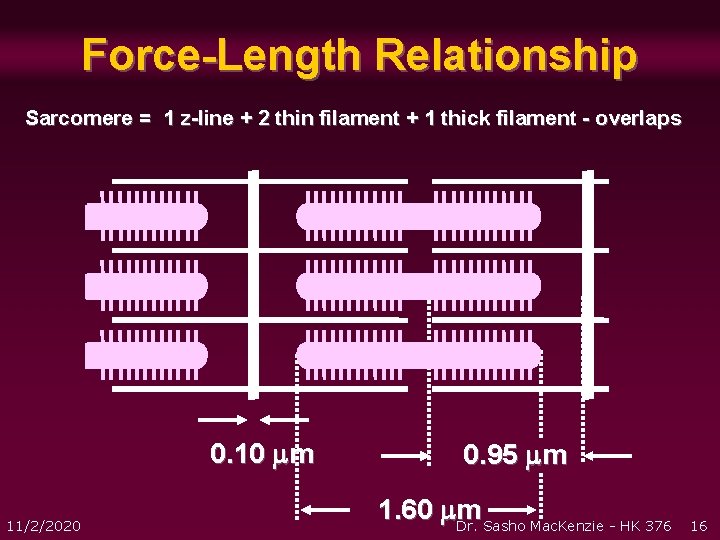 Force-Length Relationship Sarcomere = 1 z-line + 2 thin filament + 1 thick filament Force-Length Relationship Sarcomere = 1 z-line + 2 thin filament + 1 thick filament