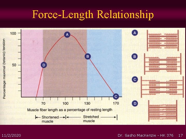 Force-Length Relationship 11/2/2020 Dr. Sasho Mac. Kenzie - HK 376 17 Force-Length Relationship 11/2/2020 Dr. Sasho Mac. Kenzie - HK 376 17