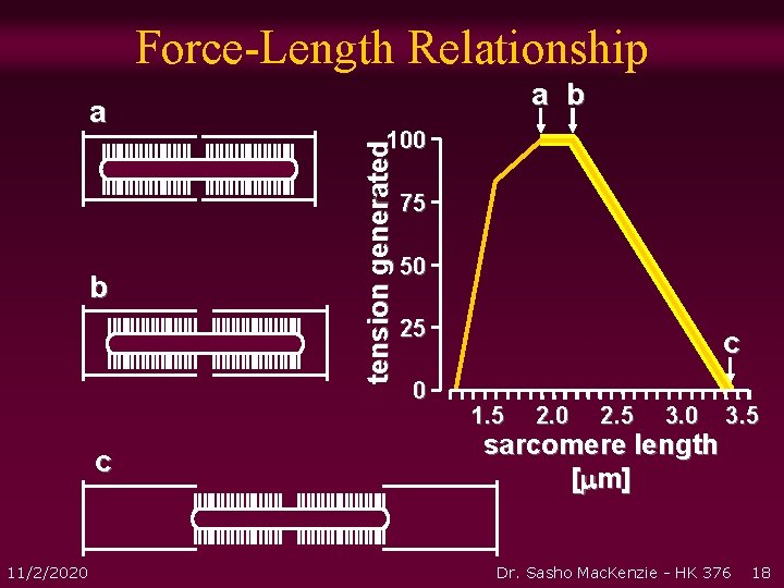Force-Length Relationship b c 11/2/2020 100 tension generated a a b 75 50 25 Force-Length Relationship b c 11/2/2020 100 tension generated a a b 75 50 25