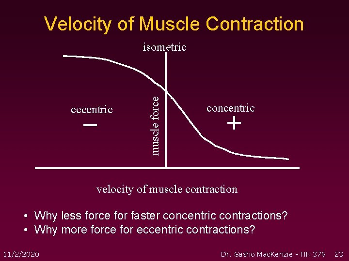 Velocity of Muscle Contraction eccentric – muscle force isometric concentric + velocity of muscle Velocity of Muscle Contraction eccentric – muscle force isometric concentric + velocity of muscle