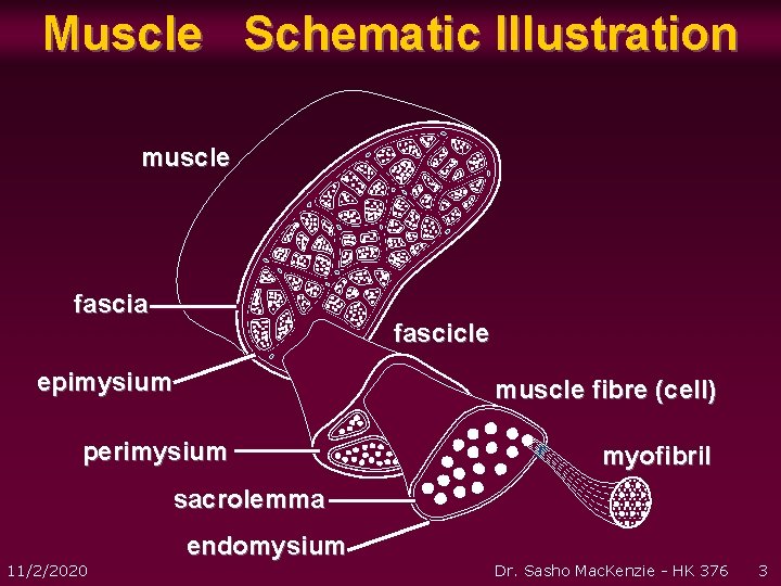 Muscle Schematic Illustration muscle fascia fascicle epimysium muscle fibre (cell) perimysium myofibril sacrolemma 11/2/2020 Muscle Schematic Illustration muscle fascia fascicle epimysium muscle fibre (cell) perimysium myofibril sacrolemma 11/2/2020
