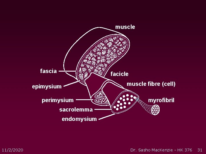 muscle fascia facicle epimysium perimysium muscle fibre (cell) myrofibril sacrolemma endomysium 11/2/2020 Dr. Sasho muscle fascia facicle epimysium perimysium muscle fibre (cell) myrofibril sacrolemma endomysium 11/2/2020 Dr. Sasho