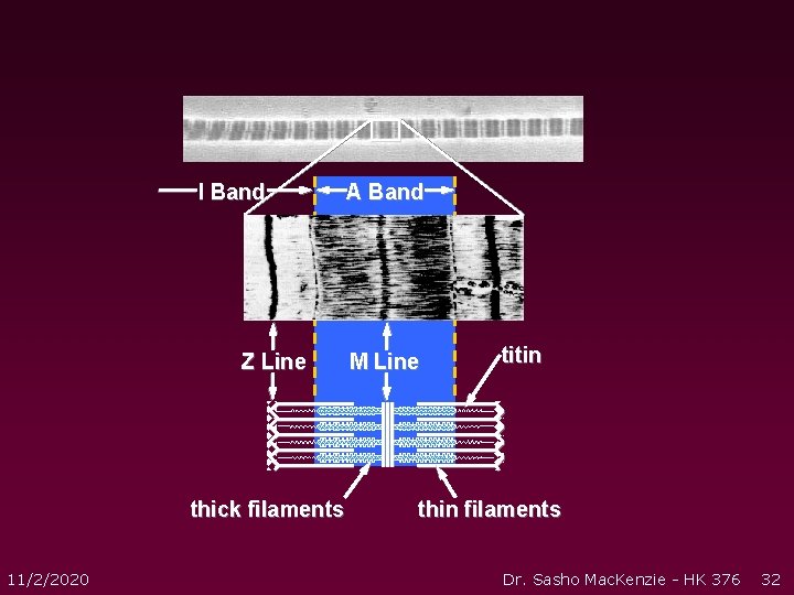 I Band Z Line thick filaments 11/2/2020 A Band M Line titin thin filaments I Band Z Line thick filaments 11/2/2020 A Band M Line titin thin filaments