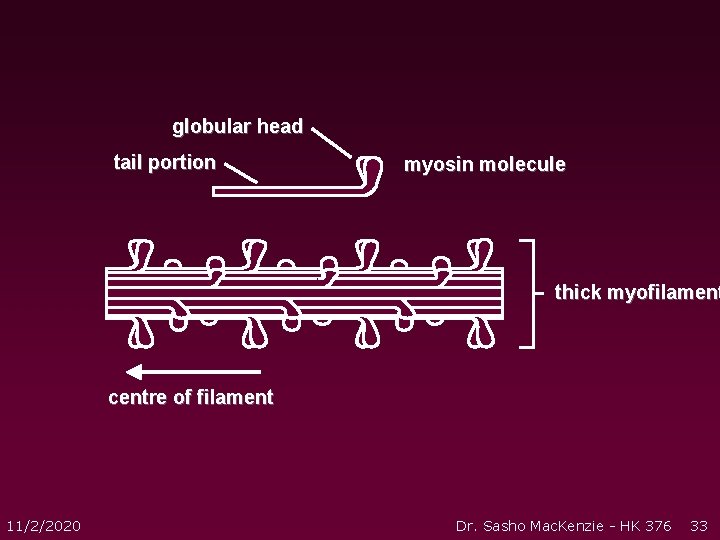 globular head tail portion myosin molecule thick myofilament centre of filament 11/2/2020 Dr. Sasho globular head tail portion myosin molecule thick myofilament centre of filament 11/2/2020 Dr. Sasho