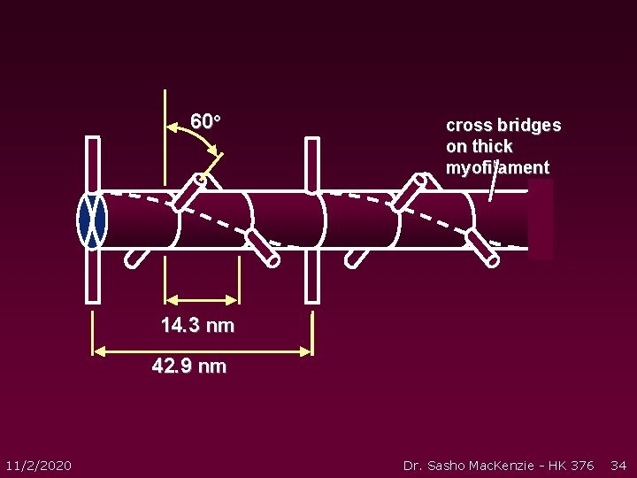 60° cross bridges on thick myofilament 14. 3 nm 42. 9 nm 11/2/2020 Dr. 60° cross bridges on thick myofilament 14. 3 nm 42. 9 nm 11/2/2020 Dr.