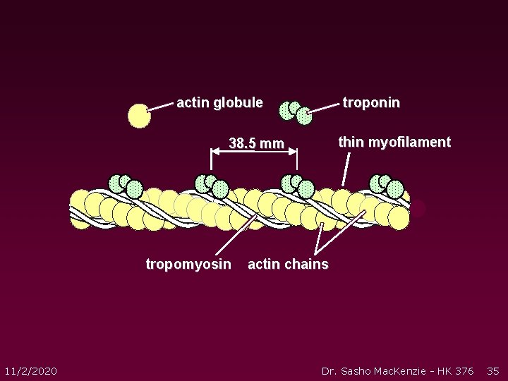actin globule troponin thin myofilament 38. 5 mm tropomyosin 11/2/2020 actin chains Dr. Sasho actin globule troponin thin myofilament 38. 5 mm tropomyosin 11/2/2020 actin chains Dr. Sasho