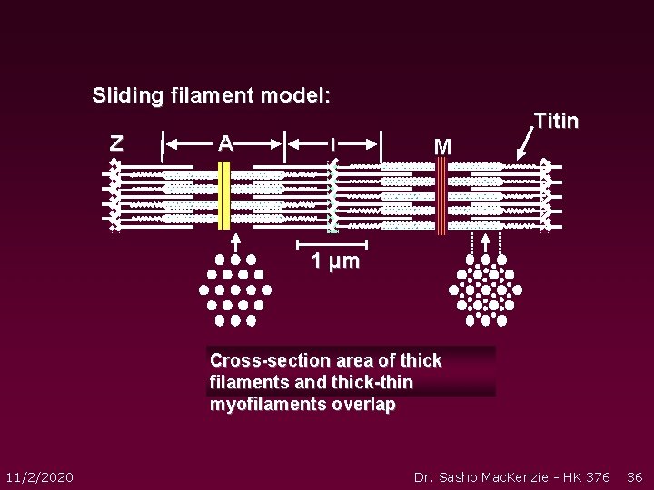 Sliding filament model: Z A Titin I M 1 µm Cross-section area of thick Sliding filament model: Z A Titin I M 1 µm Cross-section area of thick