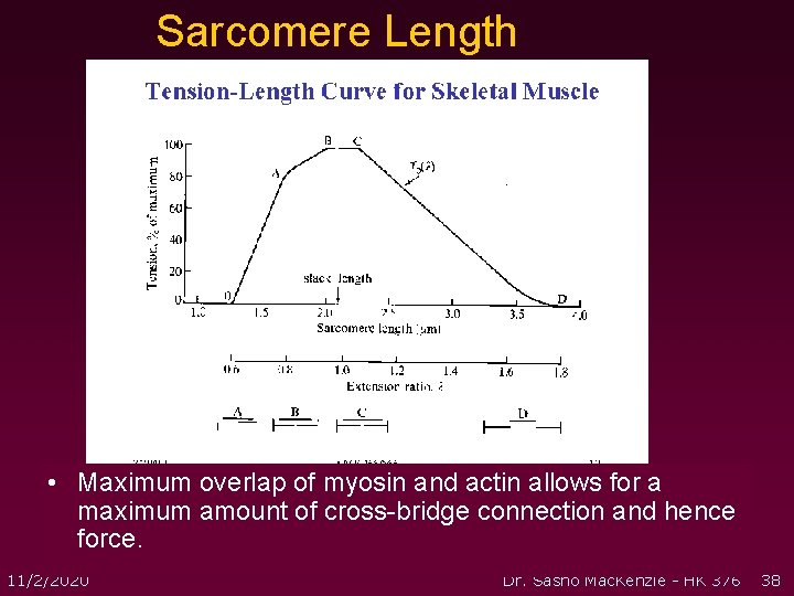 Sarcomere Length • Maximum overlap of myosin and actin allows for a maximum amount Sarcomere Length • Maximum overlap of myosin and actin allows for a maximum amount