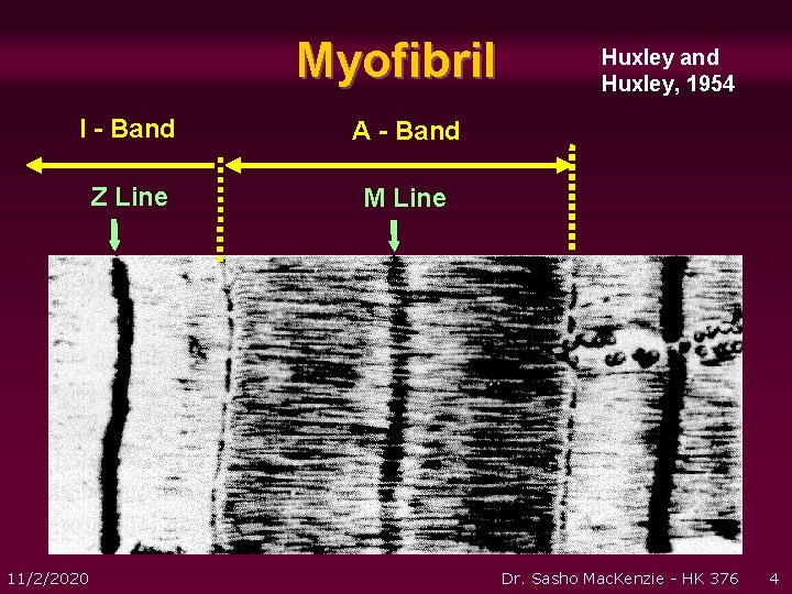 Myofibril I - Band A - Band Z Line M Line 11/2/2020 Huxley and Myofibril I - Band A - Band Z Line M Line 11/2/2020 Huxley and