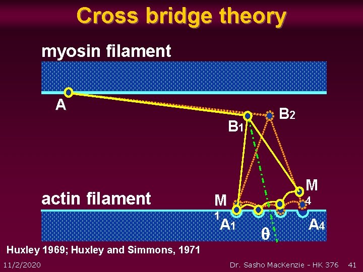 Cross bridge theory myosin filament A B 2 B 1 actin filament M M Cross bridge theory myosin filament A B 2 B 1 actin filament M M