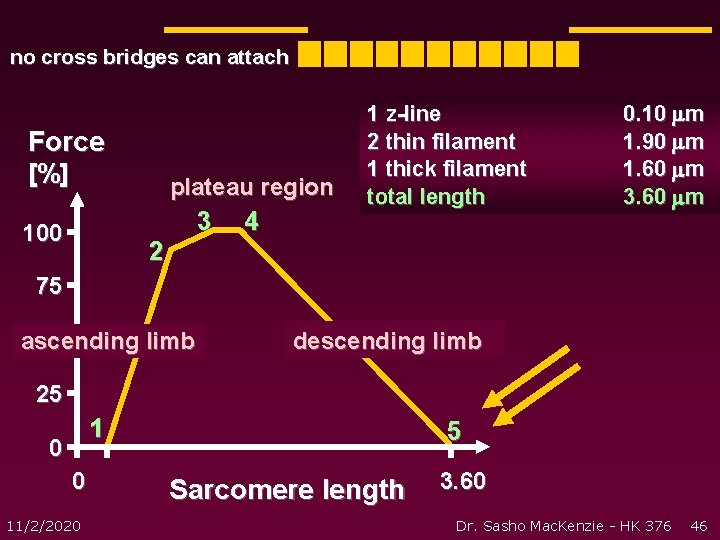 no cross bridges can attach Force [%] plateau region 100 3 2 4 1