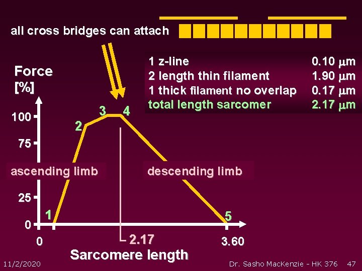 all cross bridges can attach Force [%] 100 2 3 4 1 z-line 2