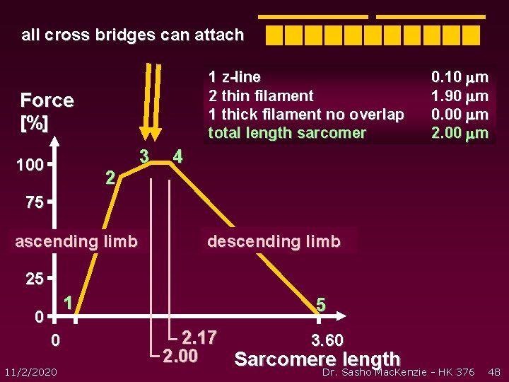 all cross bridges can attach 1 z-line 2 thin filament 1 thick filament no all cross bridges can attach 1 z-line 2 thin filament 1 thick filament no