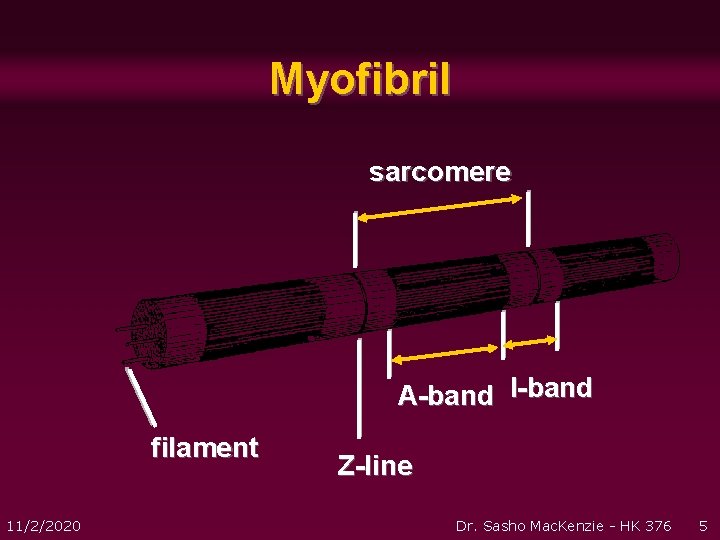 Myofibril sarcomere A-band I-band filament 11/2/2020 Z-line Dr. Sasho Mac. Kenzie - HK 376 Myofibril sarcomere A-band I-band filament 11/2/2020 Z-line Dr. Sasho Mac. Kenzie - HK 376