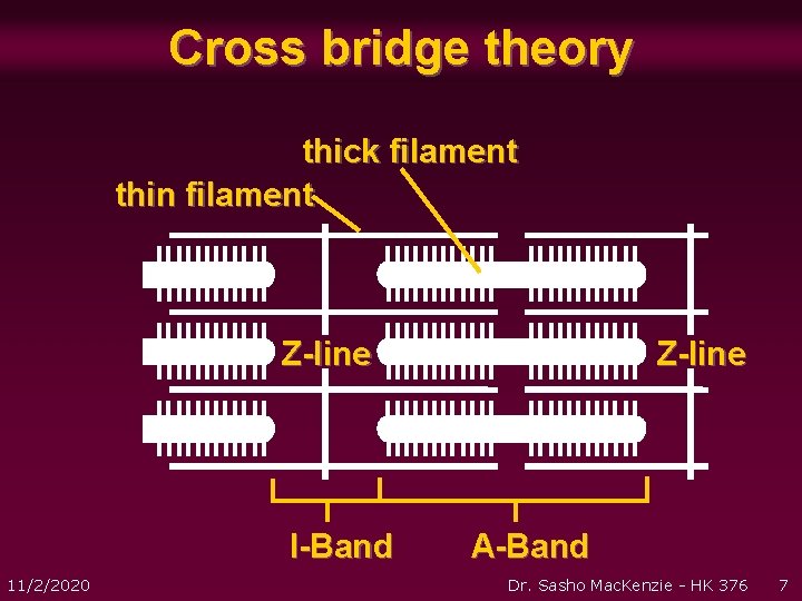 Cross bridge theory thick filament thin filament Z-line I-Band 11/2/2020 Z-line A-Band Dr. Sasho Cross bridge theory thick filament thin filament Z-line I-Band 11/2/2020 Z-line A-Band Dr. Sasho