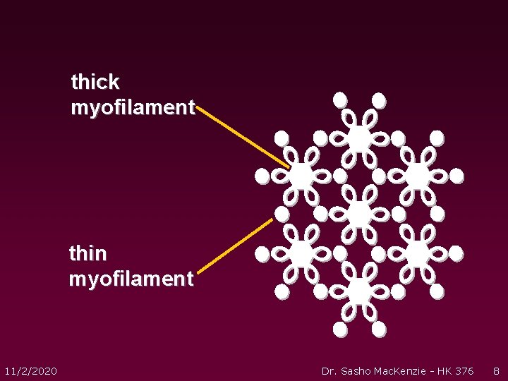thick myofilament thin myofilament 11/2/2020 Dr. Sasho Mac. Kenzie - HK 376 8 thick myofilament thin myofilament 11/2/2020 Dr. Sasho Mac. Kenzie - HK 376 8