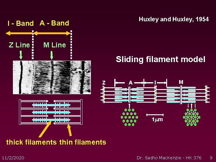 Huxley and Huxley, 1954 I - Band A - Band Z Line M Line Huxley and Huxley, 1954 I - Band A - Band Z Line M Line