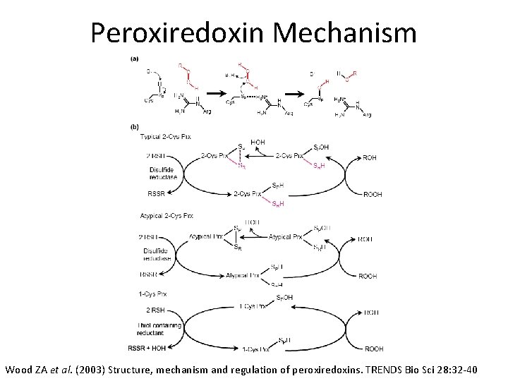 Peroxiredoxin Mechanism Wood ZA et al. (2003) Structure, mechanism and regulation of peroxiredoxins. TRENDS