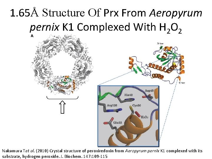 1. 65Å Structure Of Prx From Aeropyrum pernix K 1 Complexed With H 2