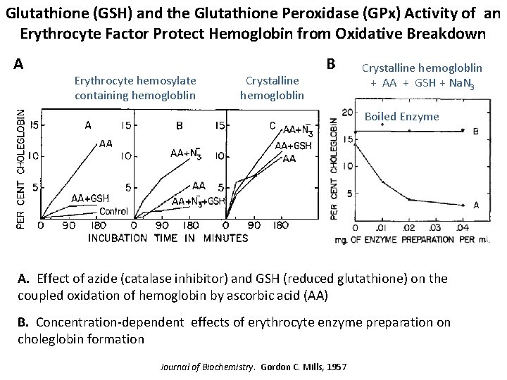 Glutathione (GSH) and the Glutathione Peroxidase (GPx) Activity of an Erythrocyte Factor Protect Hemoglobin