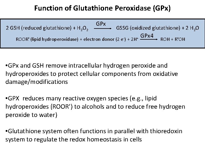 Function of Glutathione Peroxidase (GPx) 2 GSH (reduced glutathione) + H 2 O 2