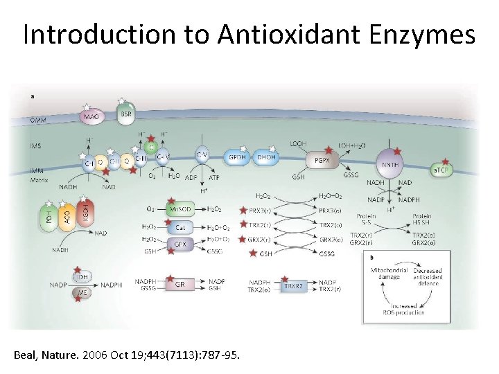 Introduction to Antioxidant Enzymes Beal, Nature. 2006 Oct 19; 443(7113): 787 -95. 