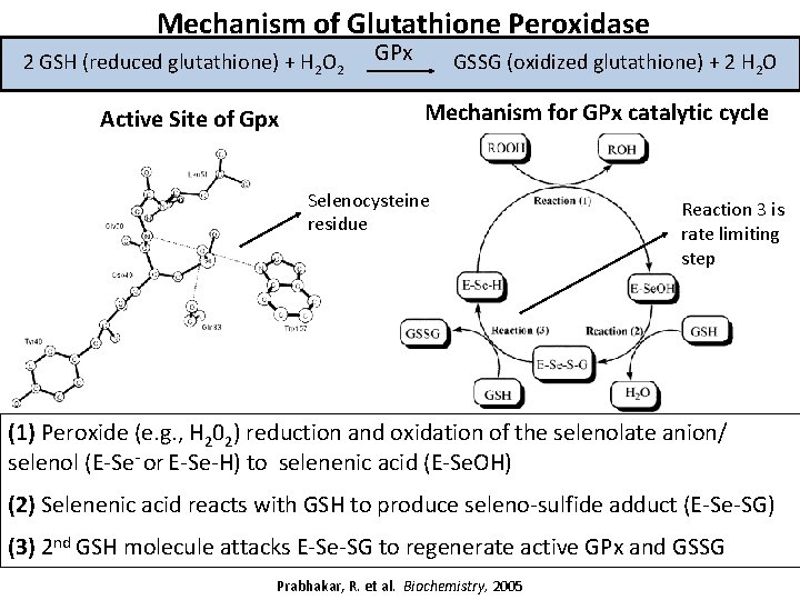 Mechanism of Glutathione Peroxidase 2 GSH (reduced glutathione) + H 2 O 2 Active