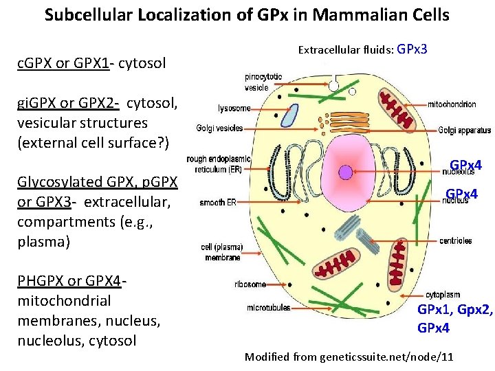 Subcellular Localization of GPx in Mammalian Cells c. GPX or GPX 1 - cytosol