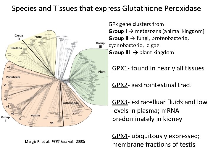 Species and Tissues that express Glutathione Peroxidase GPx gene clusters from Group I →