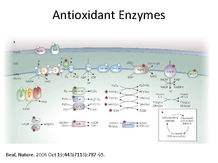 Antioxidant Enzymes Beal, Nature. 2006 Oct 19; 443(7113): 787 -95. 