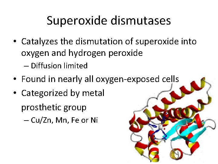 Superoxide dismutases • Catalyzes the dismutation of superoxide into oxygen and hydrogen peroxide –