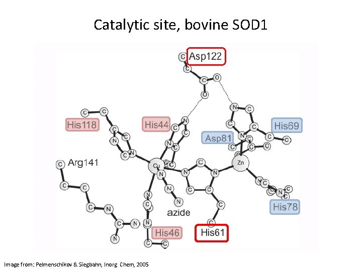 Catalytic site, bovine SOD 1 Image from: Pelmenschikov & Siegbahn, Inorg. Chem, 2005 