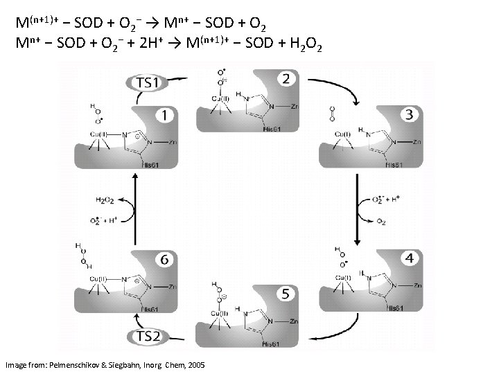 M(n+1)+ − SOD + O 2− → Mn+ − SOD + O 2− +