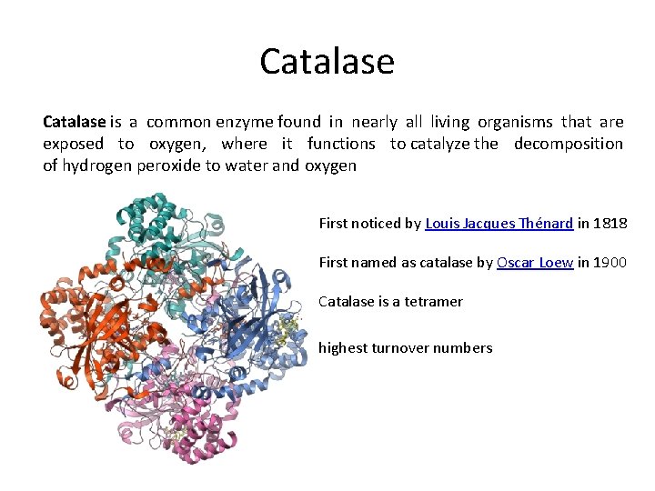 Catalase is a common enzyme found in nearly all living organisms that are exposed