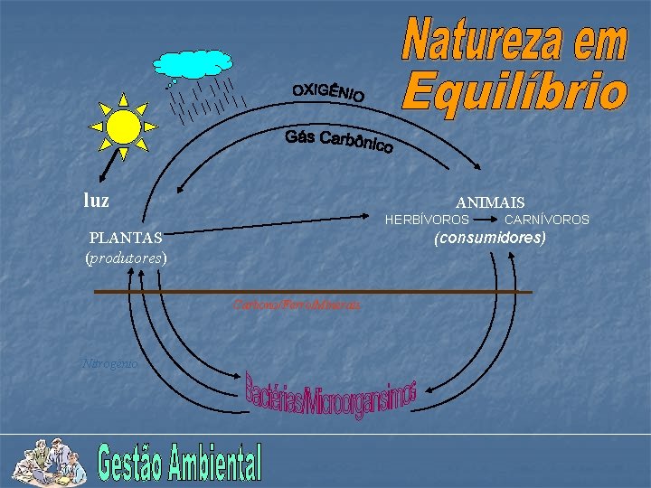 luz ANIMAIS HERBÍVOROS (consumidores) PLANTAS (produtores) Carbono/Ferro/Minerais Nitrogênio CARNÍVOROS 