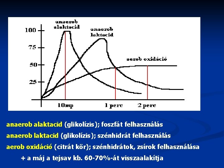 anaerob alaktacid (glikolízis); foszfát felhasználás anaerob laktacid (glikolízis); szénhidrát felhasználás aerob oxidáció (citrát kör);