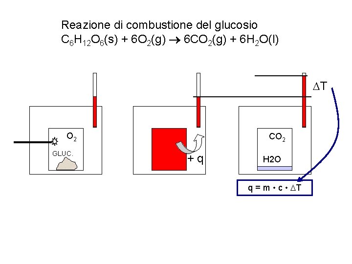 Reazione di combustione del glucosio C 6 H 12 O 6(s) + 6 O Reazione di combustione del glucosio C 6 H 12 O 6(s) + 6 O