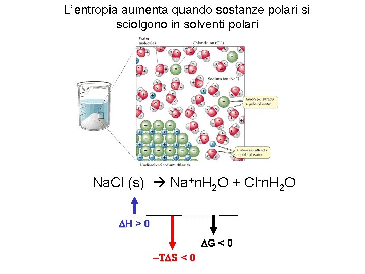 L’entropia aumenta quando sostanze polari si sciolgono in solventi polari Na. Cl (s) Na+n. L’entropia aumenta quando sostanze polari si sciolgono in solventi polari Na. Cl (s) Na+n.