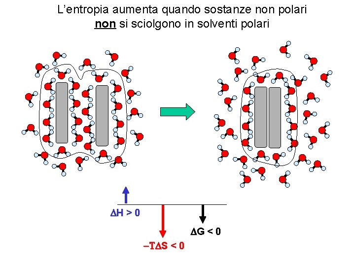 L’entropia aumenta quando sostanze non polari non si sciolgono in solventi polari H > L’entropia aumenta quando sostanze non polari non si sciolgono in solventi polari H >